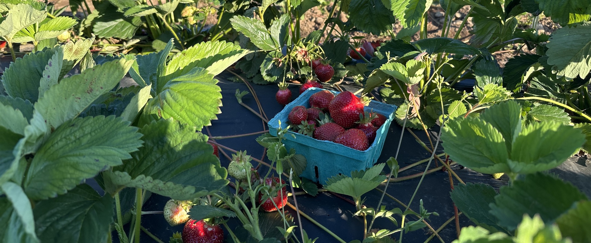 Strawberry Harvest 6/14